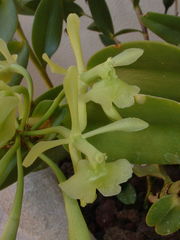 Epidendrum chlorocorymbos