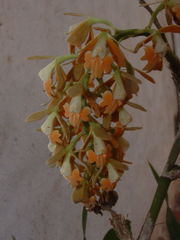 Epidendrum polyanthum