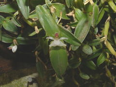 Scaphyglottis prolifera