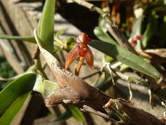 Maxillaria densa