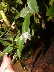 Scaphyglottis prolifera