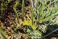 Crabbea angustifolia