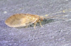Micromus posticus