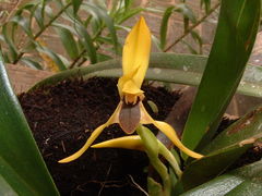Maxillaria praestans
