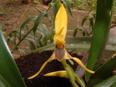 Maxillaria praestans