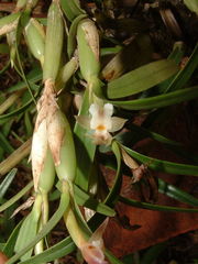 Scaphyglottis prolifera