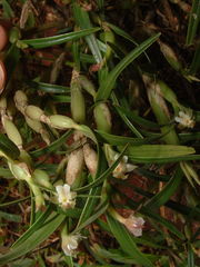 Scaphyglottis prolifera