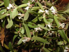 Scaphyglottis prolifera