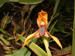 Maxillaria cucullata