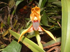 Maxillaria cucullata