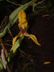 Maxillaria praestans