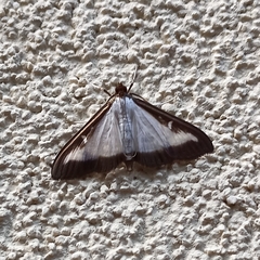 Cydalima perspectalis