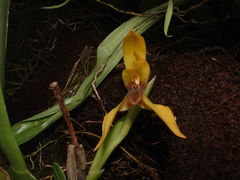 Maxillaria praestans