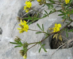 Medicago prostrata