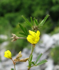 Medicago prostrata