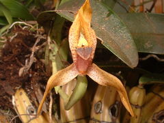 Maxillaria cucullata