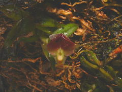 Epidendrum peperomia