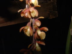 Epidendrum laucheanum