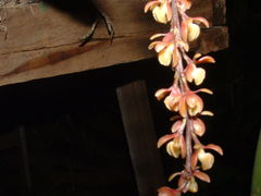 Epidendrum laucheanum