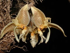 Stanhopea oculata