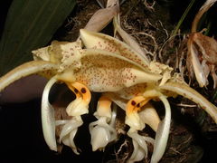Stanhopea oculata