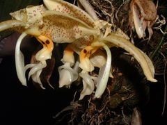 Stanhopea oculata