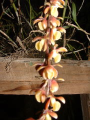 Epidendrum laucheanum