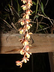 Epidendrum laucheanum