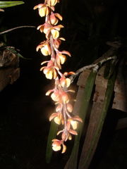 Epidendrum laucheanum