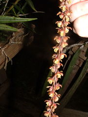 Epidendrum laucheanum