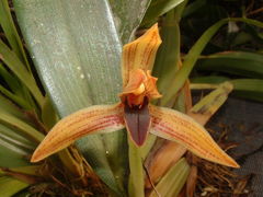 Maxillaria cucullata