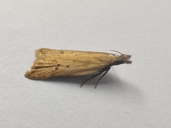 Dichomeris limosellus