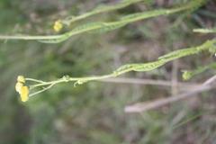 Nidorella pinnata