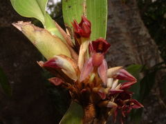 Maxillaria densa