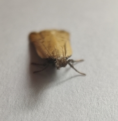 Dichomeris limosellus