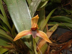 Maxillaria cucullata