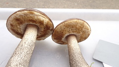 Leccinum scabrum melaneum
