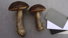 Leccinum scabrum melaneum