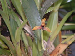 Maxillaria cucullata