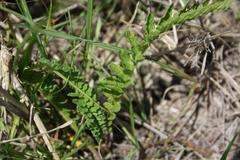Nidorella pinnata