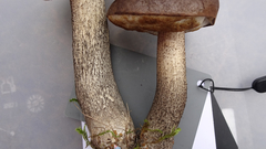 Leccinum scabrum melaneum