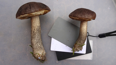 Leccinum scabrum melaneum