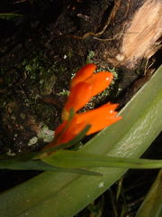Isochilus aurantiacus