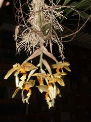 Stanhopea oculata