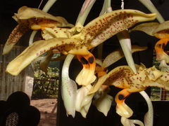 Stanhopea oculata