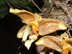 Stanhopea ruckeri