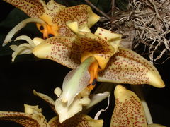 Stanhopea ruckeri