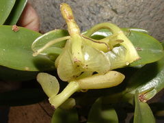 Epidendrum barbeyanum