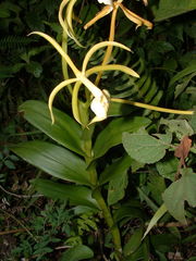 Epidendrum lacustre