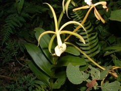 Epidendrum lacustre